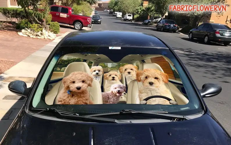 Poochon Car Sunshade, Poochon Car Decoration, Dog Windshield, Dog Lovers Gift, Dog Car Sunshade, Gift For Mom, Gift For Dad