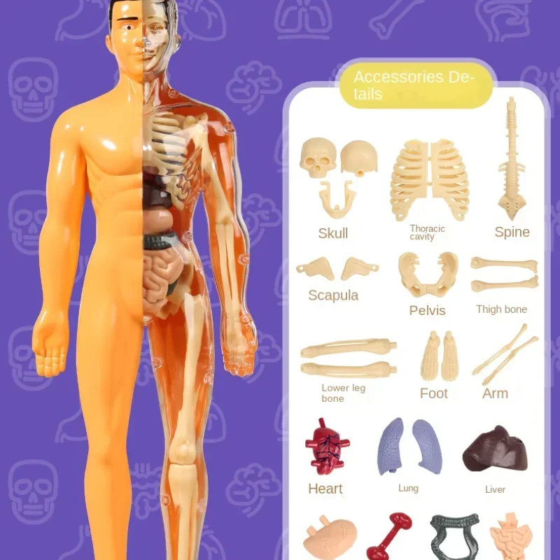 Maniquí humano 3D DIY, esqueleto, cuerpo, Torso, modelo educativo, montaje, juguetes de aprendizaje para niños, estructura de órgano de anatomía, herramienta de enseñanza, 2 uds.