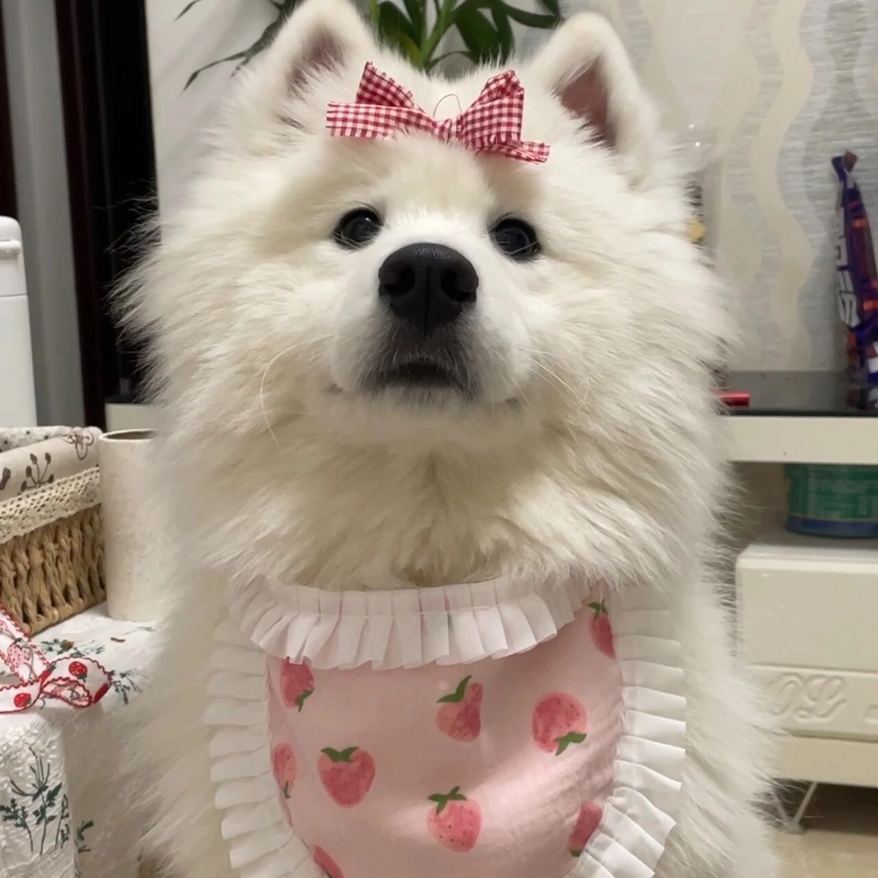 العالمي محرك معدني ترس مجتذب مزيل W010 ل Walkera RC الطائرة بدون طيار Rc هليكوبتر/RC تاميا سيارة صغيرة 4WD لتقوم بها بنفسك