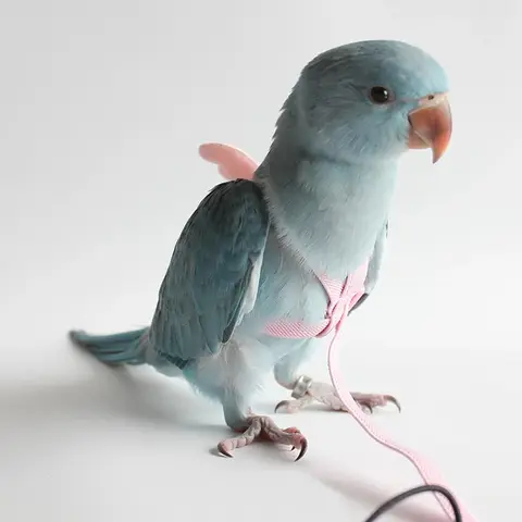 앵무새 비행 하네스 가죽 끈 정장 잉꼬 액세서리 Budgie 애완 동물 새 야외 비행 훈련 밧줄 Cockatiel 용품에 대한 물건 새로운