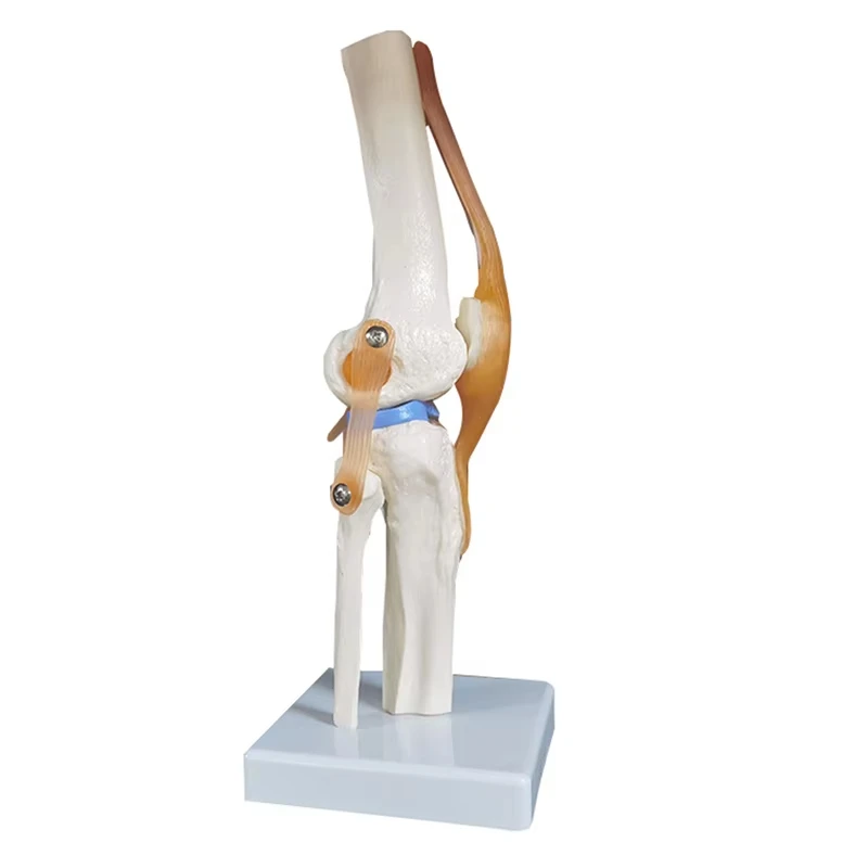 Medical teaching tools Skeleton PVC model Student teaching equipment Knee joint model Skin Model Vertebral model