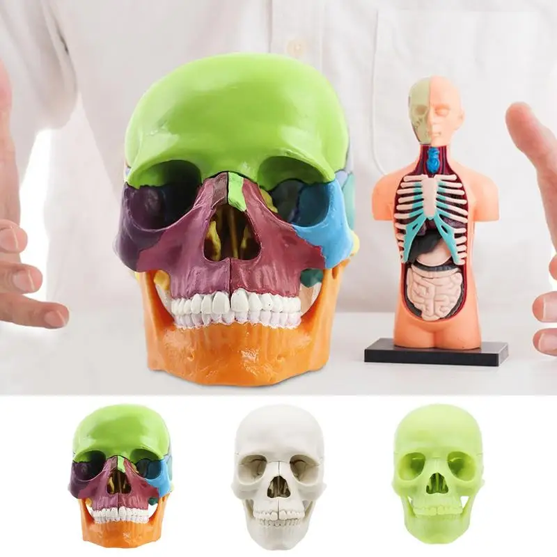 رؤوس جمجمة بشرية قابلة للفصل للتشريح ، أغطية من 15 جزءًا ، نموذج واقعي