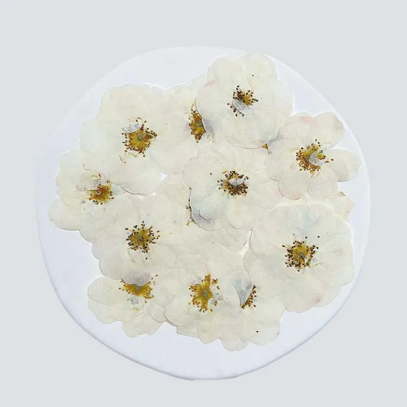 2~6CM/24PCS White Press Rose Dry Flower Resin Charm,Natural Small Pressed Roses Flowers Heads DIY For Resin Jewellery,Drip Glue