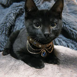 New Style Gemstone Cats Collar High Luxury Style Cat Collar Goodly Cat Accessories Pearl Necklace Pet Accessories