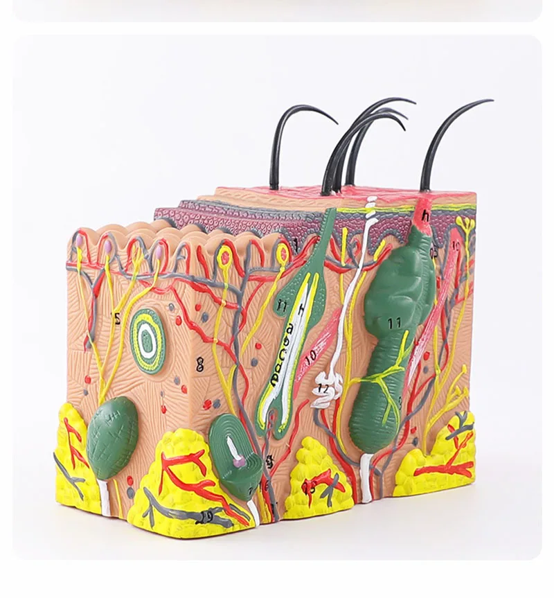 Skin Model,Skin and Hair Structure Enlarge Model Anatomical Model Anatomy for Science Classroom Study Display Teaching 5