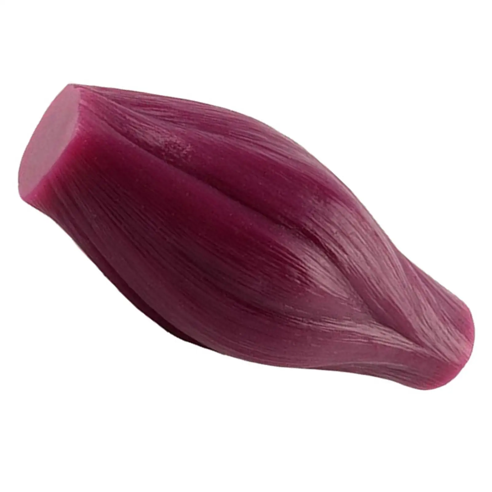 نموذج طبق الأصل لعضلات جسم الإنسان عرض نموذج أنسجة العضلات التشريحية خفيف الوزن نموذج تشريحي لتعلم علماء التغذية