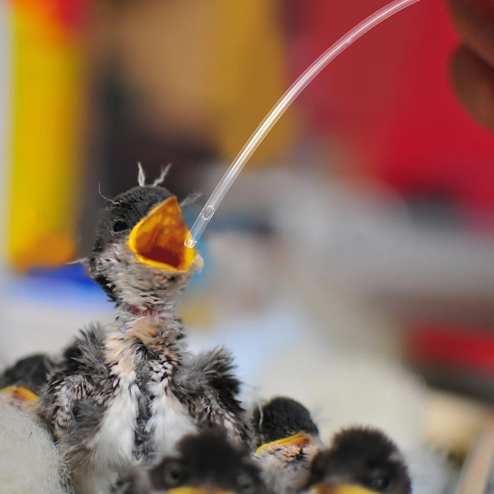 

5Pcs Birds Feeding Hose Plastic Transparent Parrot Baby Feeder Tool for Young Bird Hand Feeding Accessories Birds Hand Feed Tube