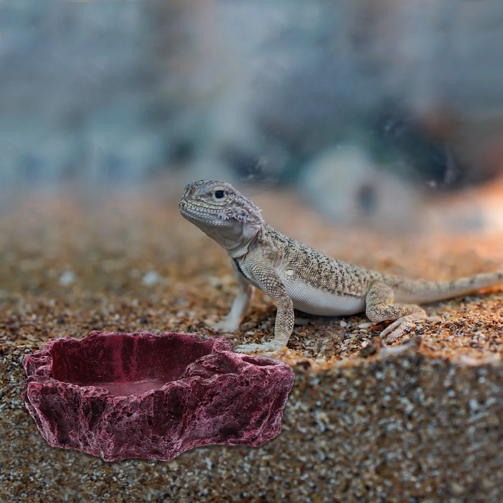 

2Pcs Reptile Water Bowl Natural Color Design Feeding Dish for Small Reptiles Gecko Lizard Turtle Food Bowl Reptile Dish