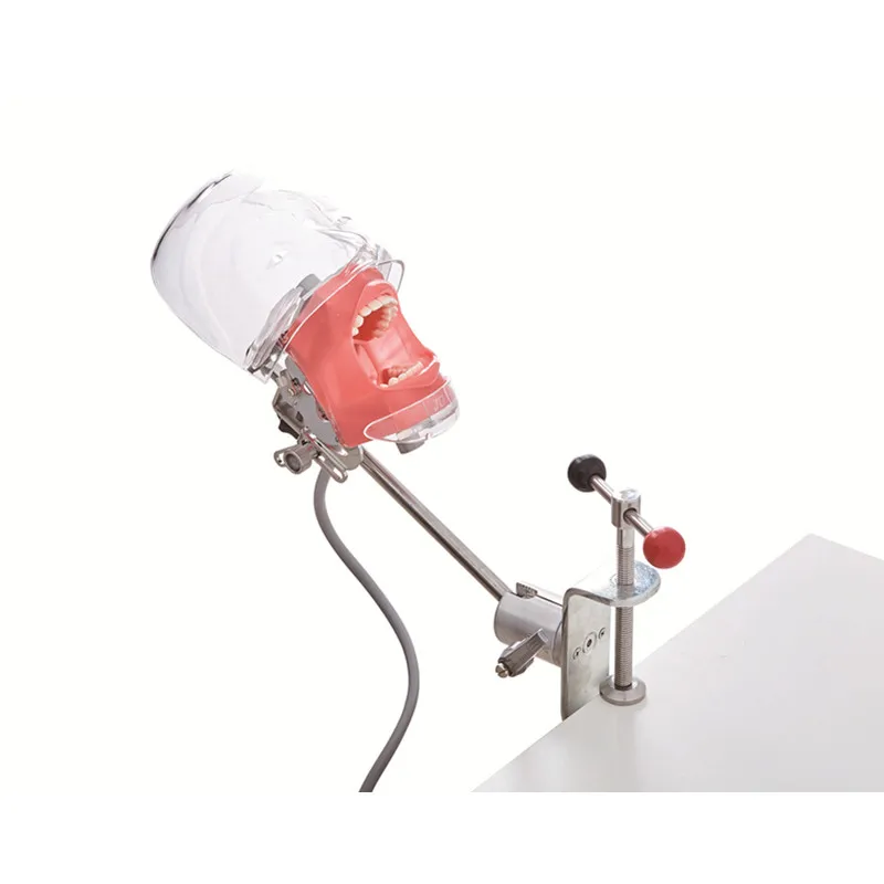 

Dental Simulator Simple Head Model Free Teeth Dentist Phantom Head For Dentistry Manikin Training Unit