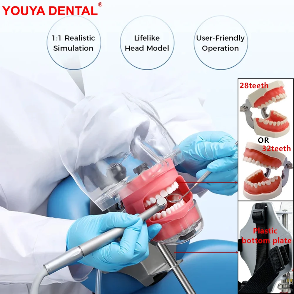 

Стоматологический симулятор: простая модель головы, фантомодель с 28/32 зубами, типодонт, манекен для обучения и изучения стоматологии