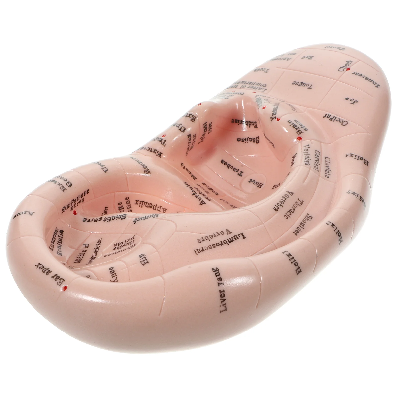 Purifier Auricular Model Chinese Medicine Teaching Prop Ear Mold Face Lettering
