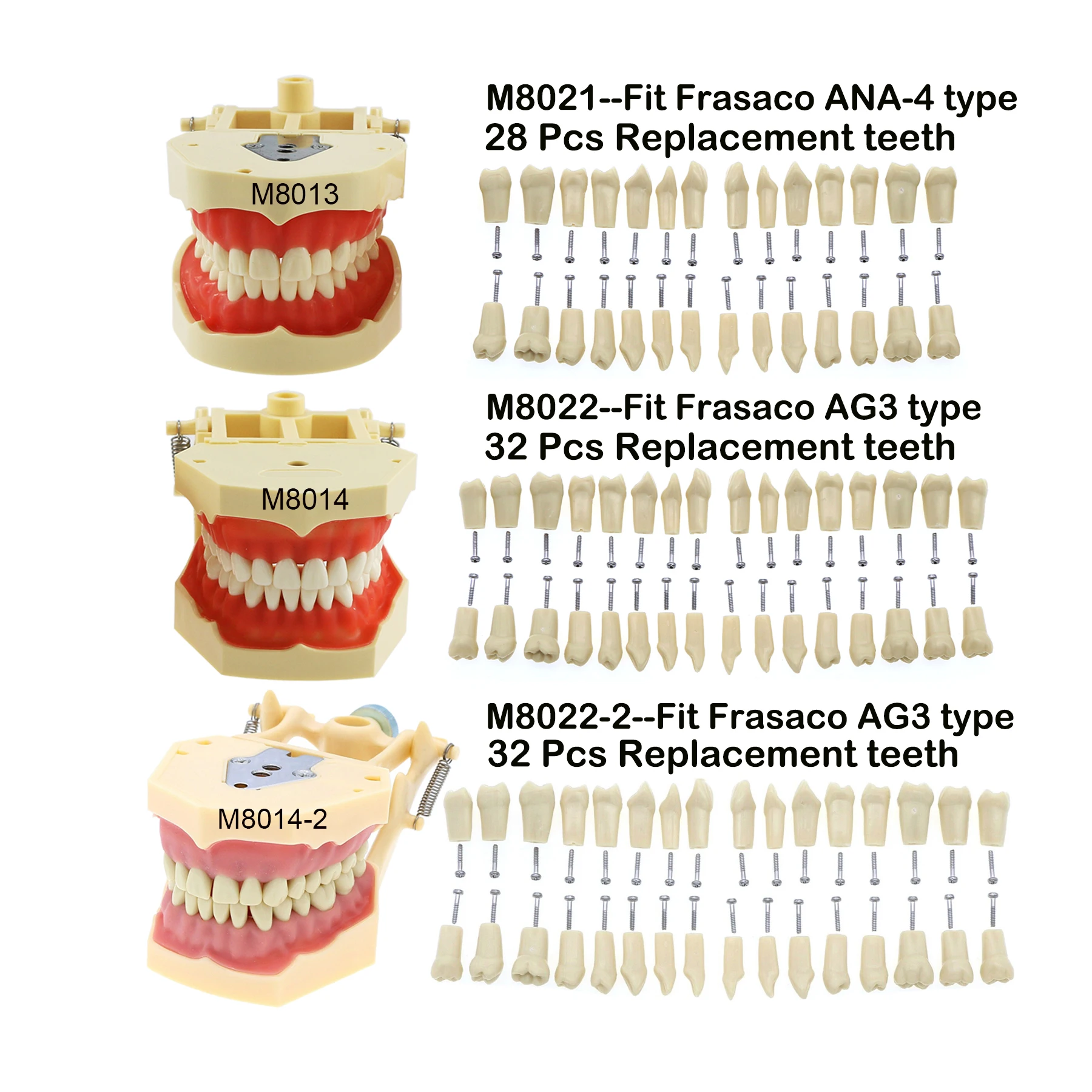 Frasaco ANA-4 AG3 Type Fit Dental Typodont Standard Practice Filling 28Pcs 32Pcs Screw-in Teeth Model Implant Restoration Demo