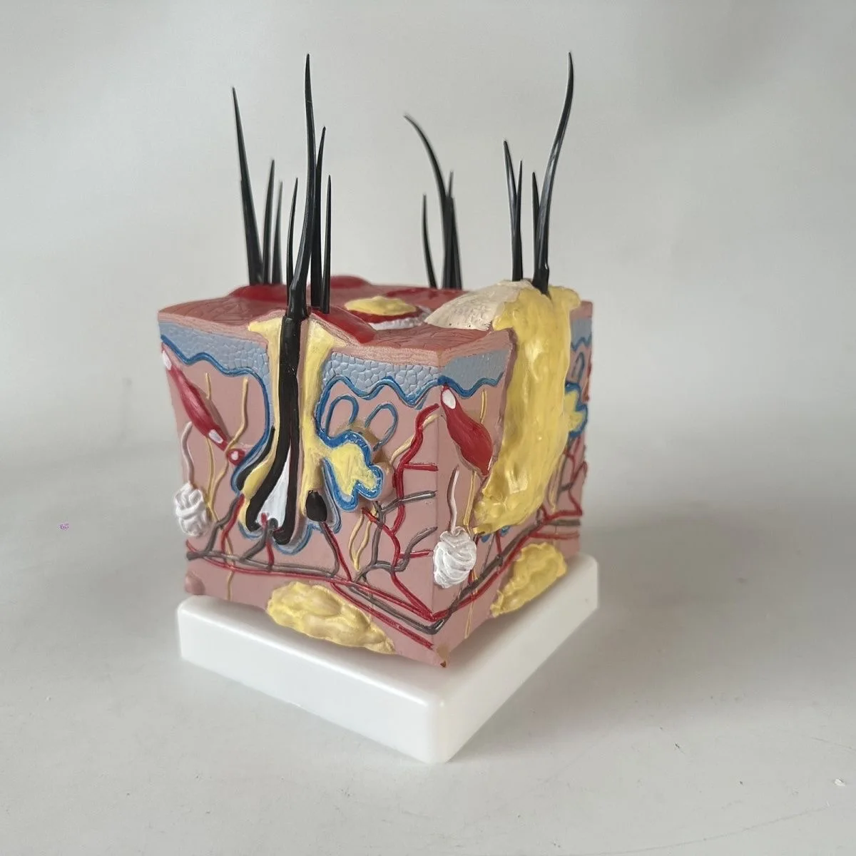 Sick Dog Skin Anatomy Model Veterinary Science Aids Teaching Canine Research