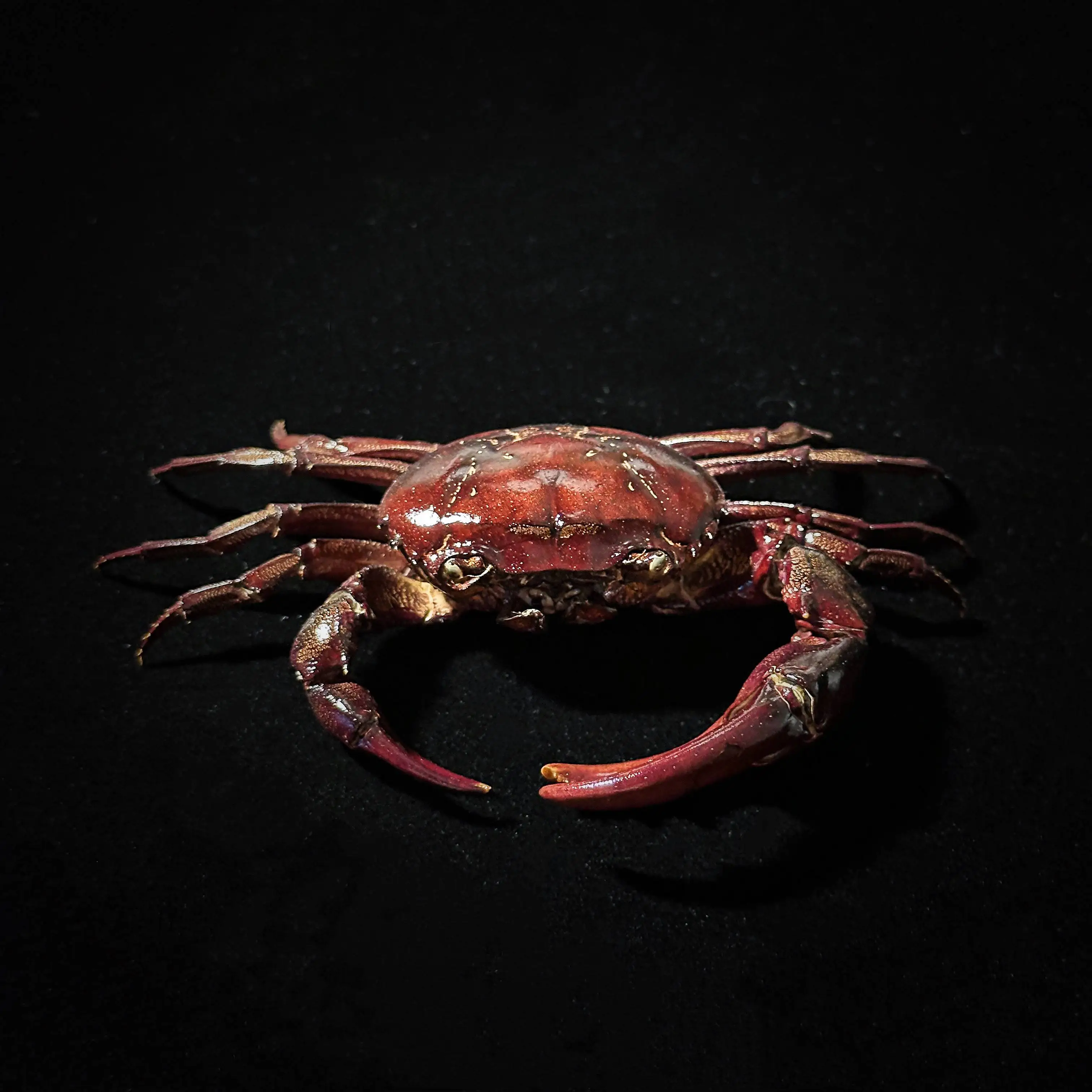 Purple waist crab crab specimen photo frame finished real crab production display collection hit style birthday gift