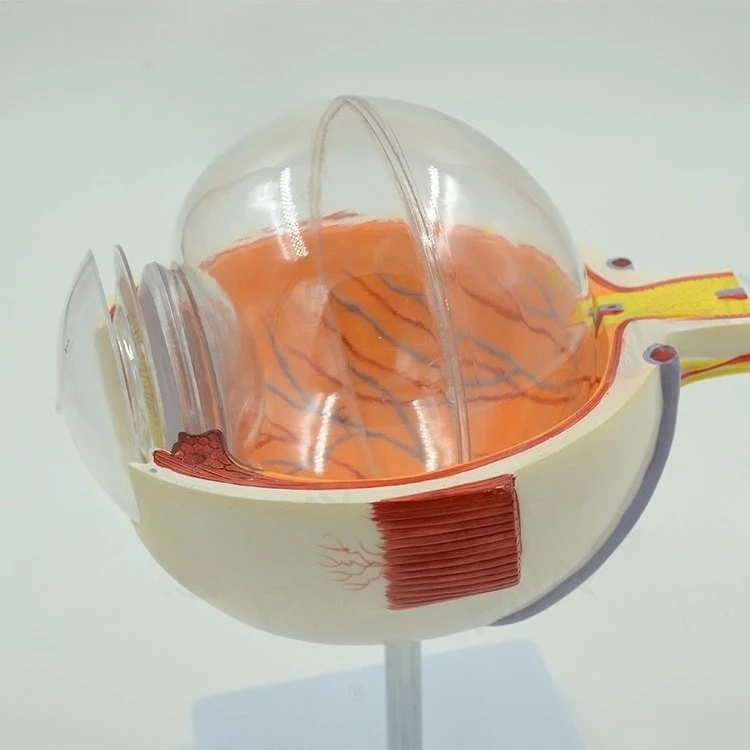 Human Simulation Eye, Pseudoocular Structure, Magnified Anatomical Model, Otolaryngology, Ophthalmology Teaching Specimens