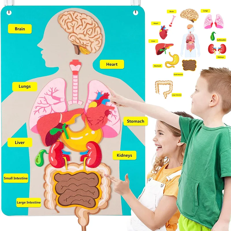 Human Body Model Felt for Kid Teaching Body Parts Felt Board Stories Sensory Activitie Toy Preschool Teaching Story Travel Board