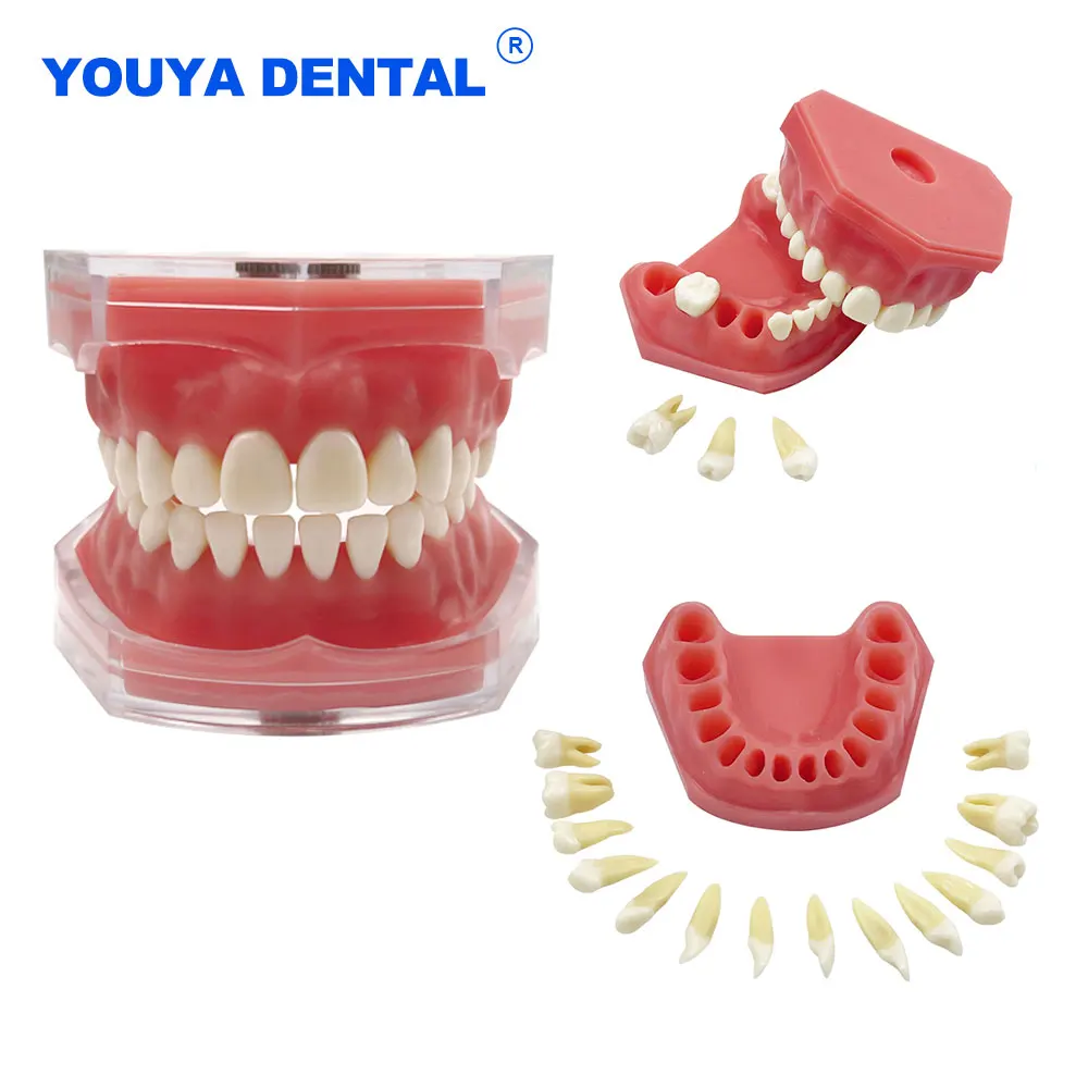 

Dental Model Removable Teeth Model Jaw Typodont Detachable Implant Soft Gum Standard Tooth Model Teaching Demonstration