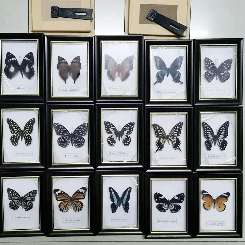 Single Real Butterfly Fixed Specimen Small Photo Frame Desk Small Ornaments Suitable for Living Room Decoration Size15x11cm-1pcs