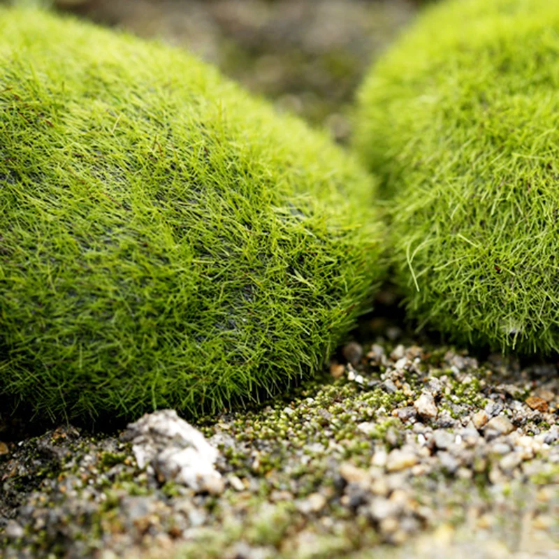 Piedras de musgo pequeñas para granja de hormigas, accesorios de decoración ecológica para nido de hormigas, herramienta para Decoración de casa de