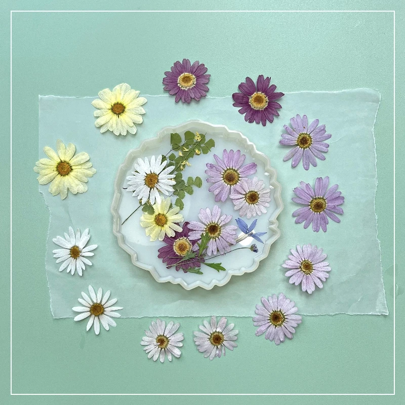8 قطع، زهور مارغريت المجففة المضغوطة |   إشارة مرجعية لتزيين الوجه، إطار صورة، عينة نباتية، حرفة الوالدين والطفل في رياض الأطفال