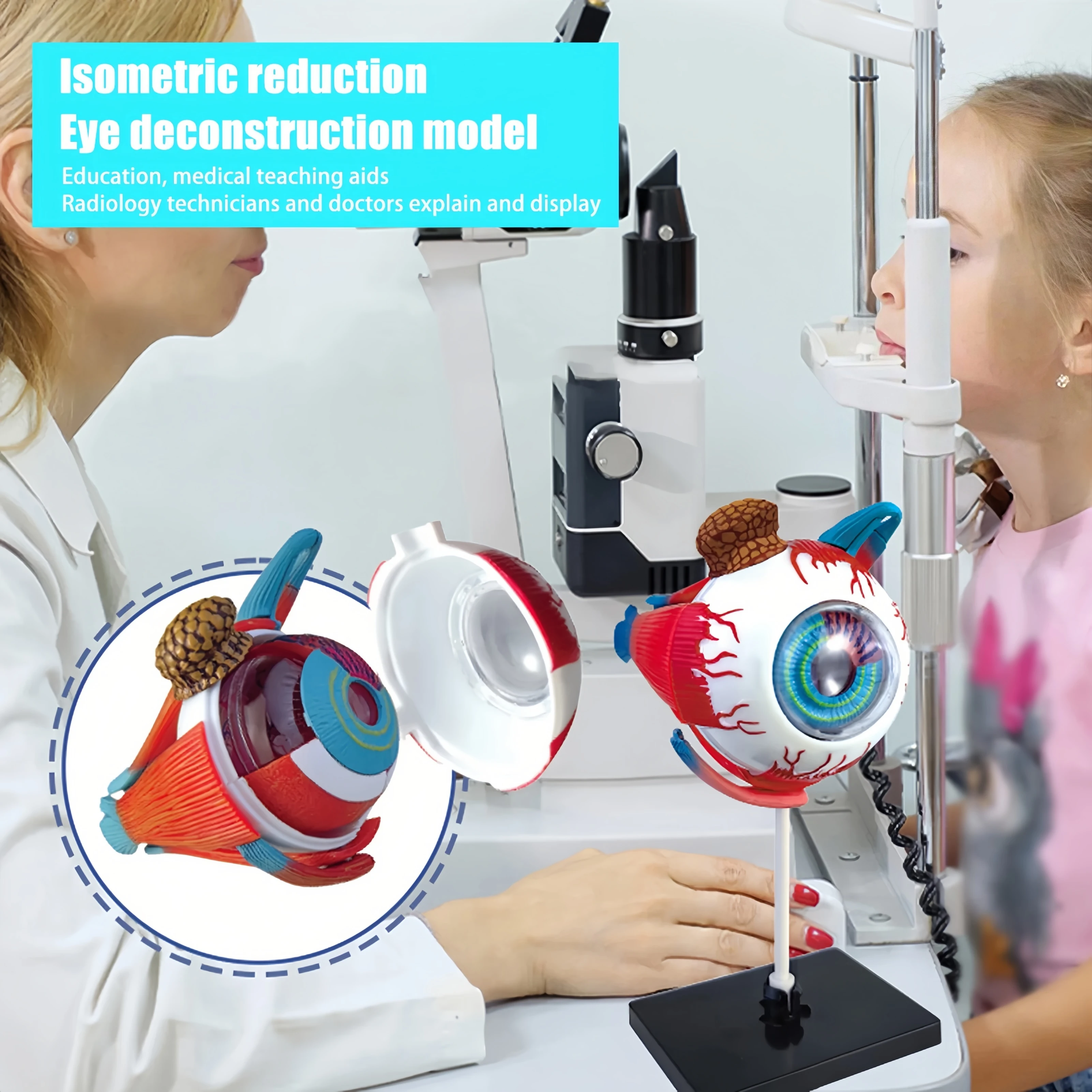 3D Eye Anatomical Model Puzzle, Best Toddler Learning Toys, Educational Toys, Aid Students Learning Educational STEM Toy