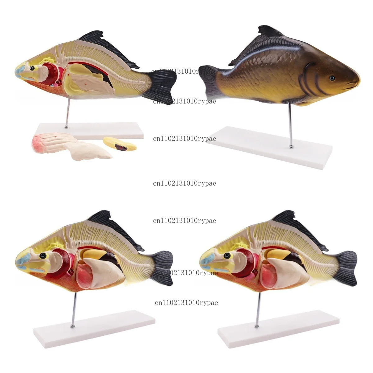 SM-M47 Fish Model - Longitudinal Section Model of Crucian Carp for Biology Teaching