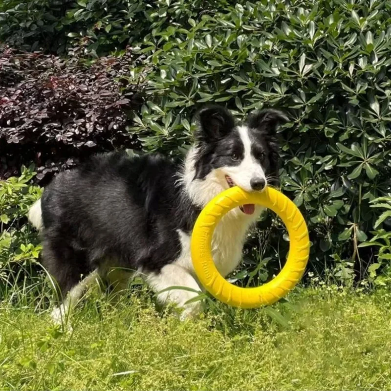 #35 New Dog Fetch Toys Arrivals