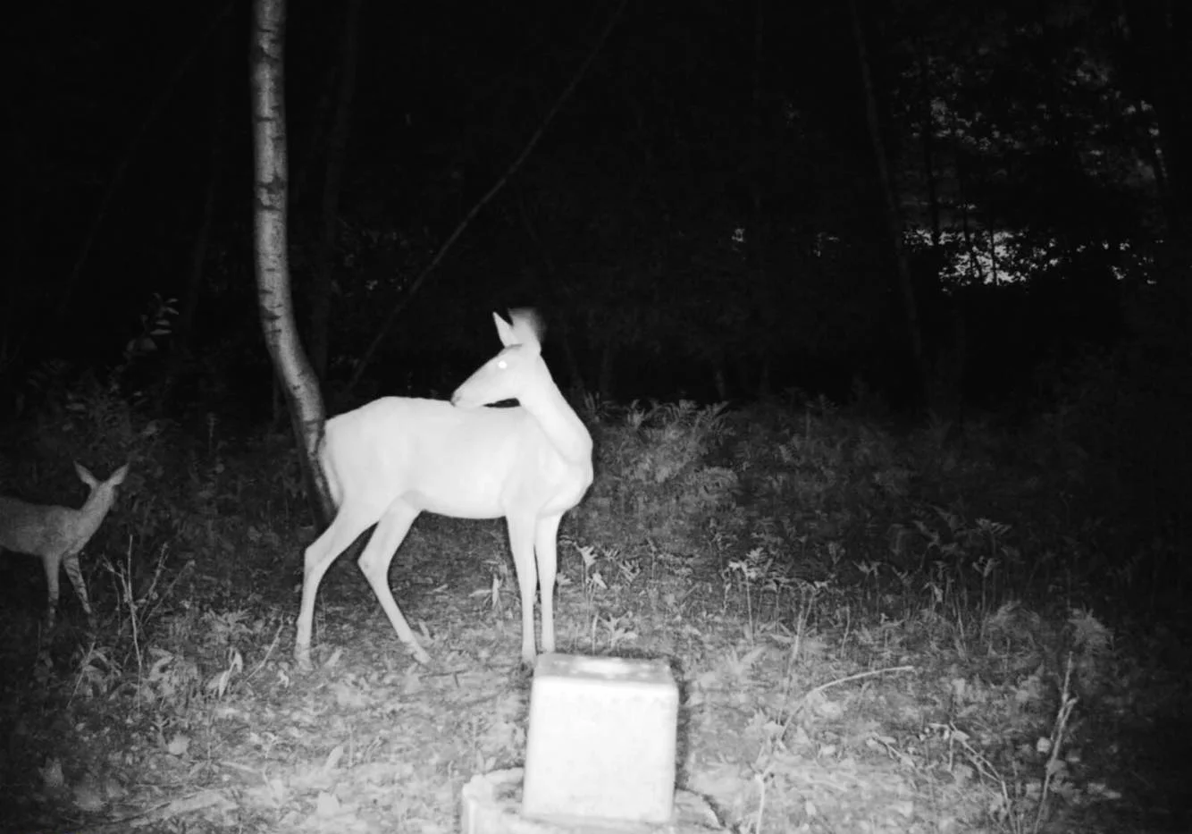 exemple de vision nocturne de caméra de sentier