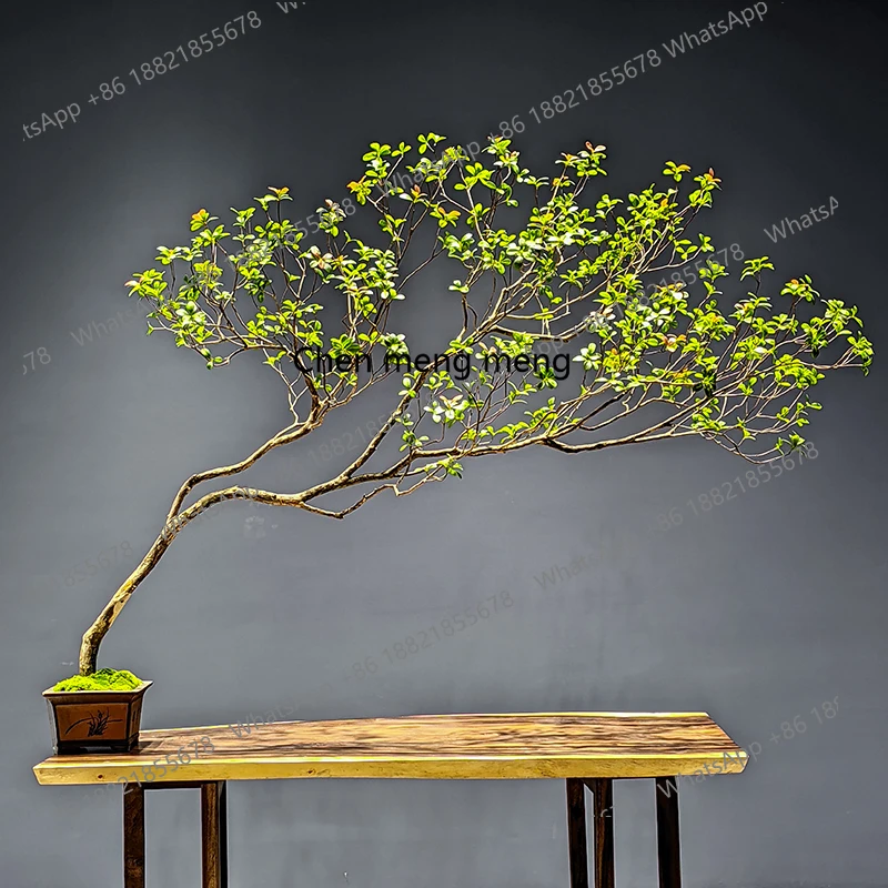 

Simulation green plant interior decoration landscaping floor ornaments simple plants, tea room landscape
