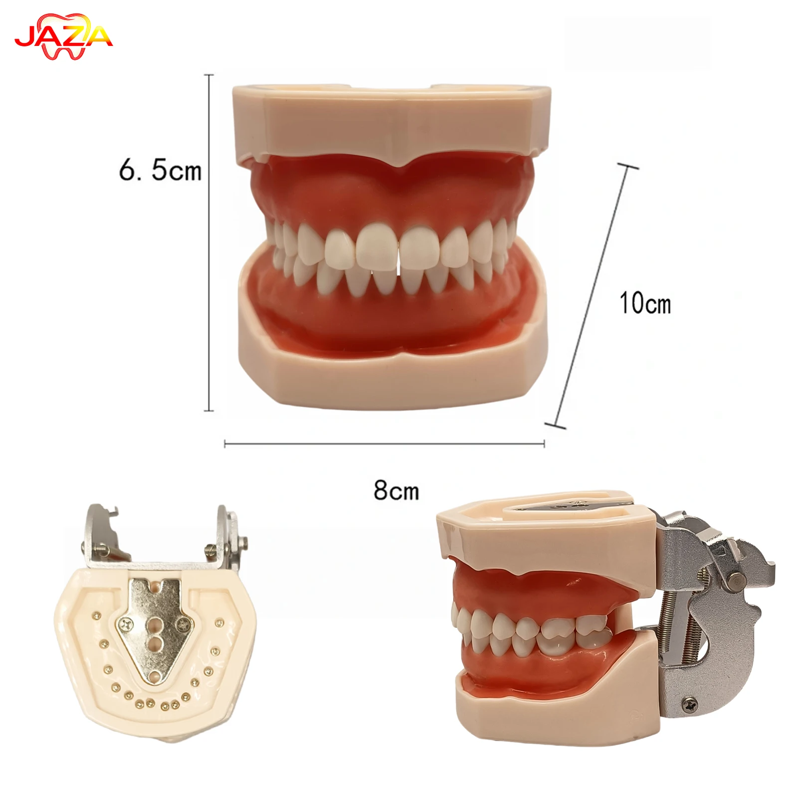 28Teeth Soft Gum Resin Typodont Teeth Model Dental Teaching Model for Dentist Practice Studying Tool Dental Demonstration Model