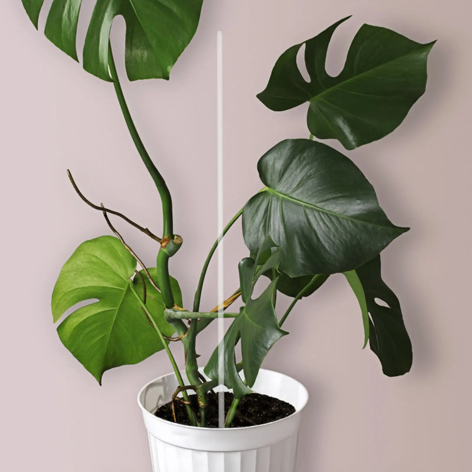 1Set Transparent Acrylic Plant Support Stake Stable Clear Orchid Stick Clip Branch Plant Stem Support Indoor Garden Stick