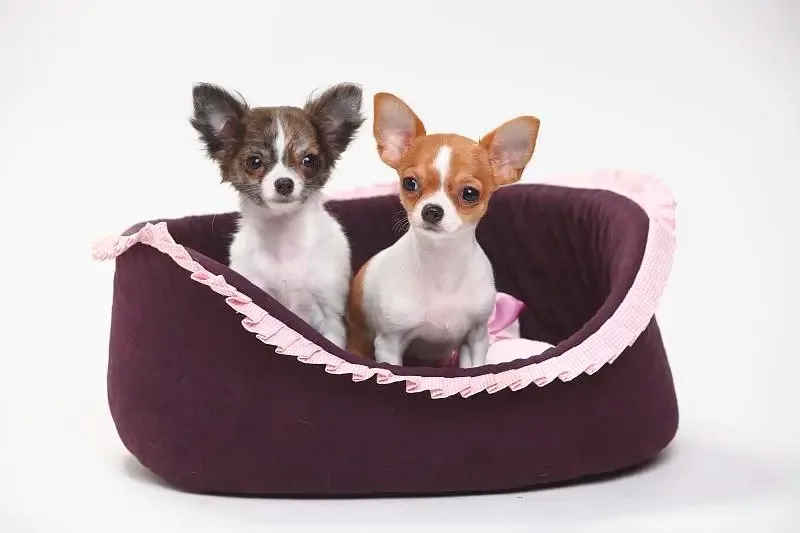 Jx Servo PDI-4409MG…