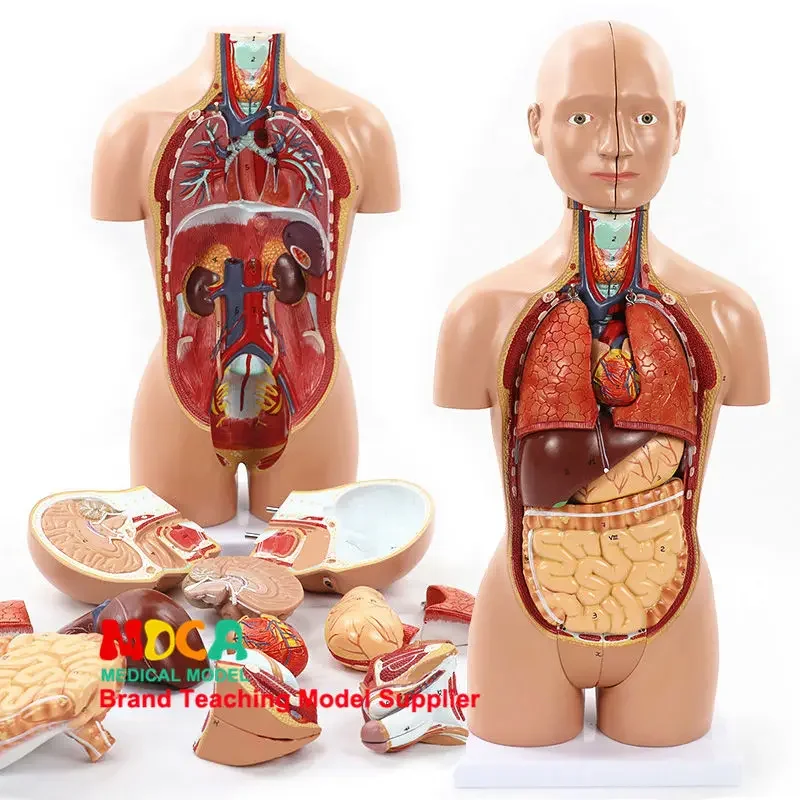 

45cm Disassembled 16 Part Anatomical Model Of Bisexual Human Trunk And Viscera, Teaching Liver, Gastrointestinal Medicine MQG103