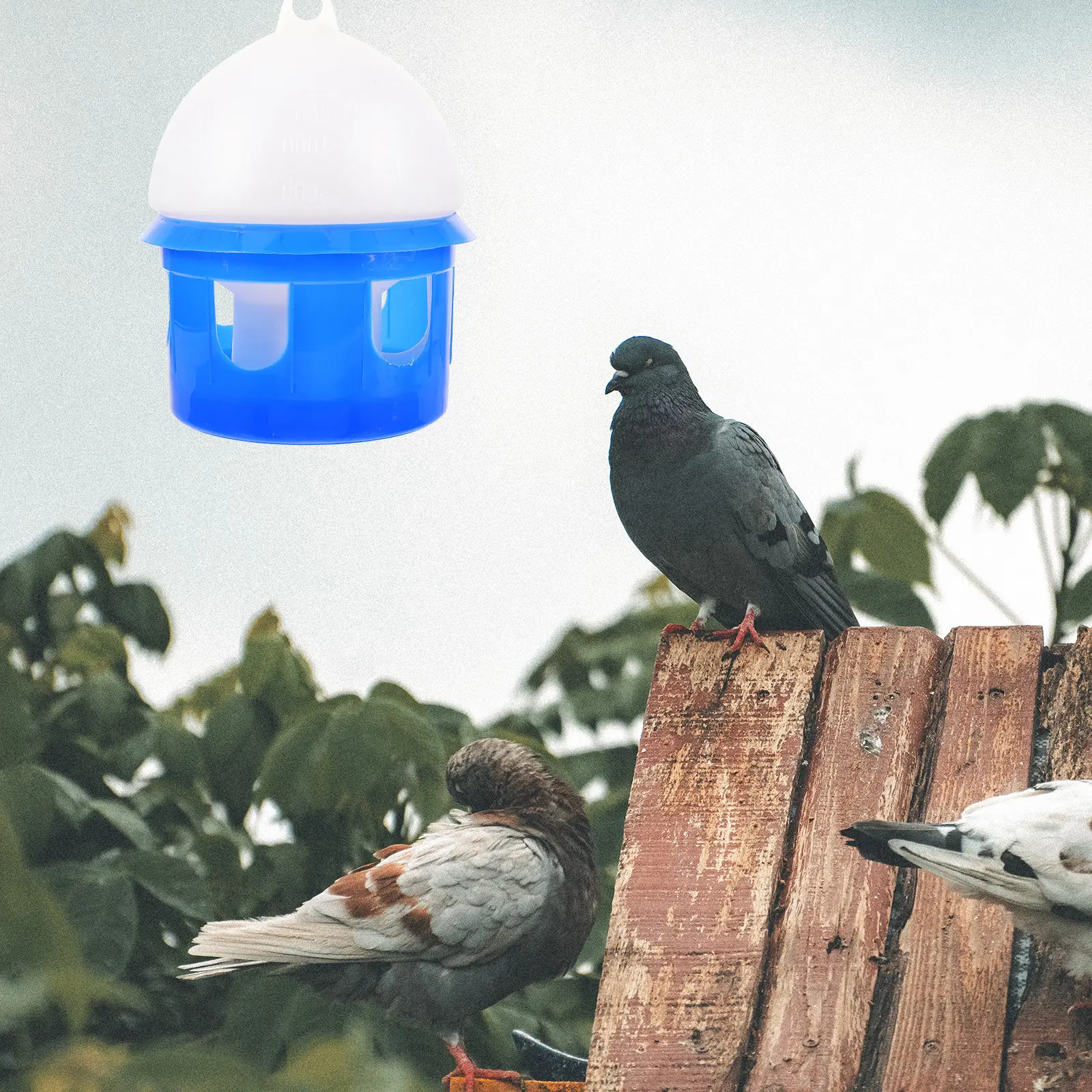 

1Pcs Pigeon Water Drinker Sturdy Self Drinker for Pigeons Doves Pet Birds Automatic Water Dispenser Removable Easy to Use Clean