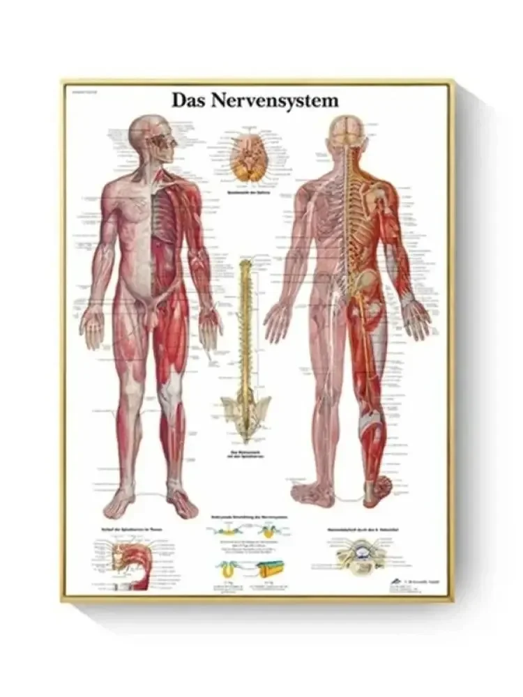 Human Anatomy Muscles System Canvas Painting Art Poster Print Body Wall Pictures for Science Medicine Bedroom Living Room Decor