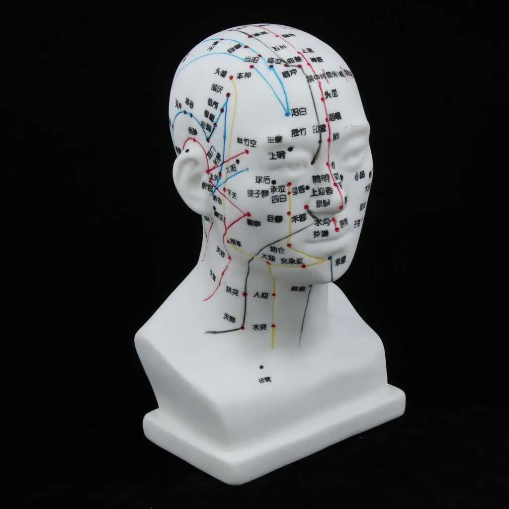 Acupuncture Massage Set PVC Human Head Model Chinese Acupuncture Point Teaching Tool for Massage Learning