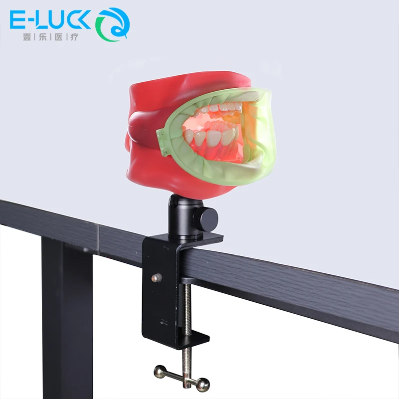 

Desktop Clips Dental Teeth Model Desk Table Mount Clamp For Studying Studying Model