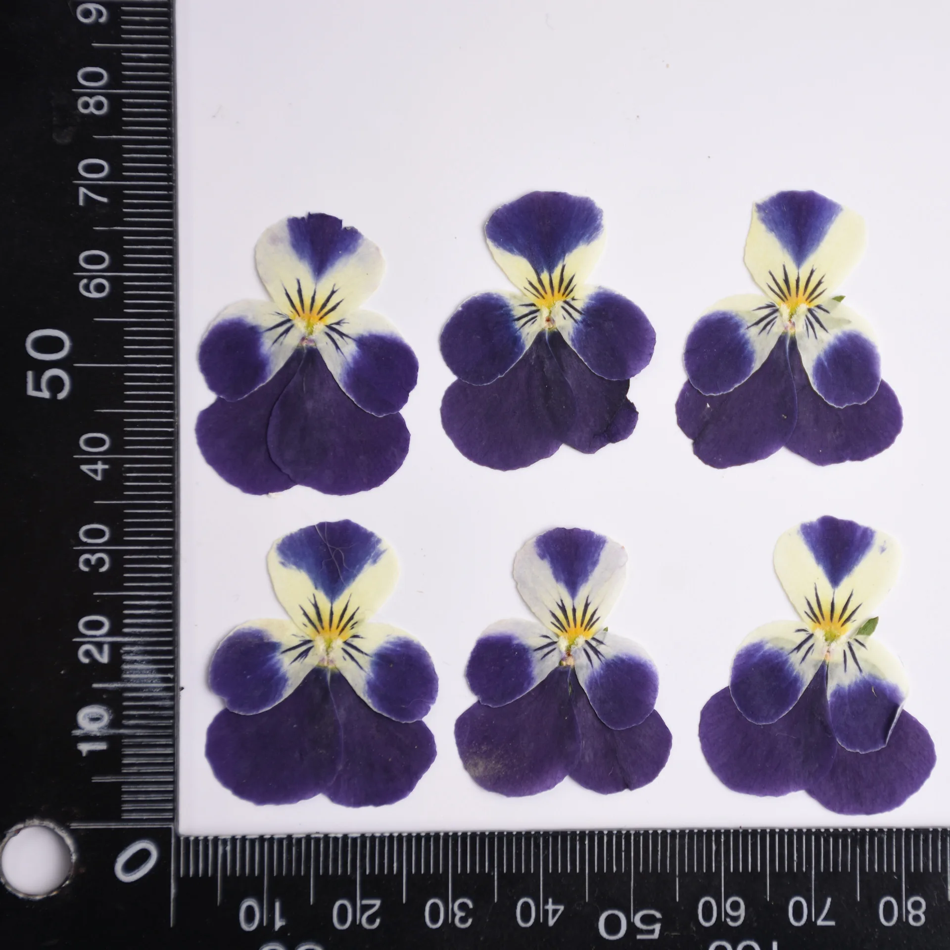 24 Stück, Natur Corydalis getrocknete Blütenblätter Make-up DIY Epoxy Handytasche Grußkarte Lesezeichen Pflanze Fotorahmen Kuchen Dekoration – Detail 6