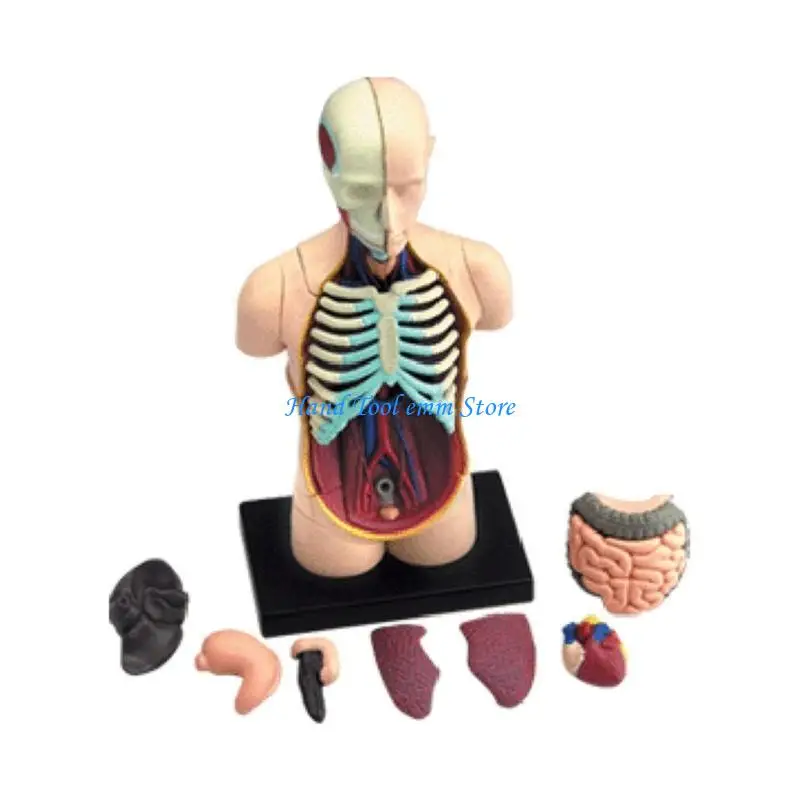 

H37F Модель туловища человека со съемными органами Анатомия человека Модель туловища Органная игрушка