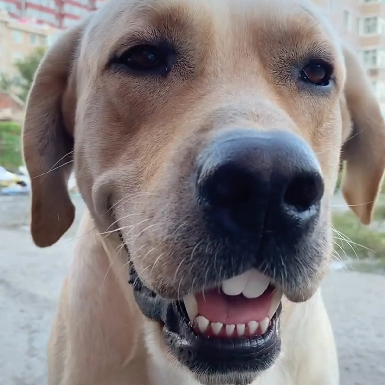 Fausses dents amusantes pour chien de compagnie, accessoires de décoration, prothèses dentaires amusantes, jouets délicats pour Halloween, cosplay