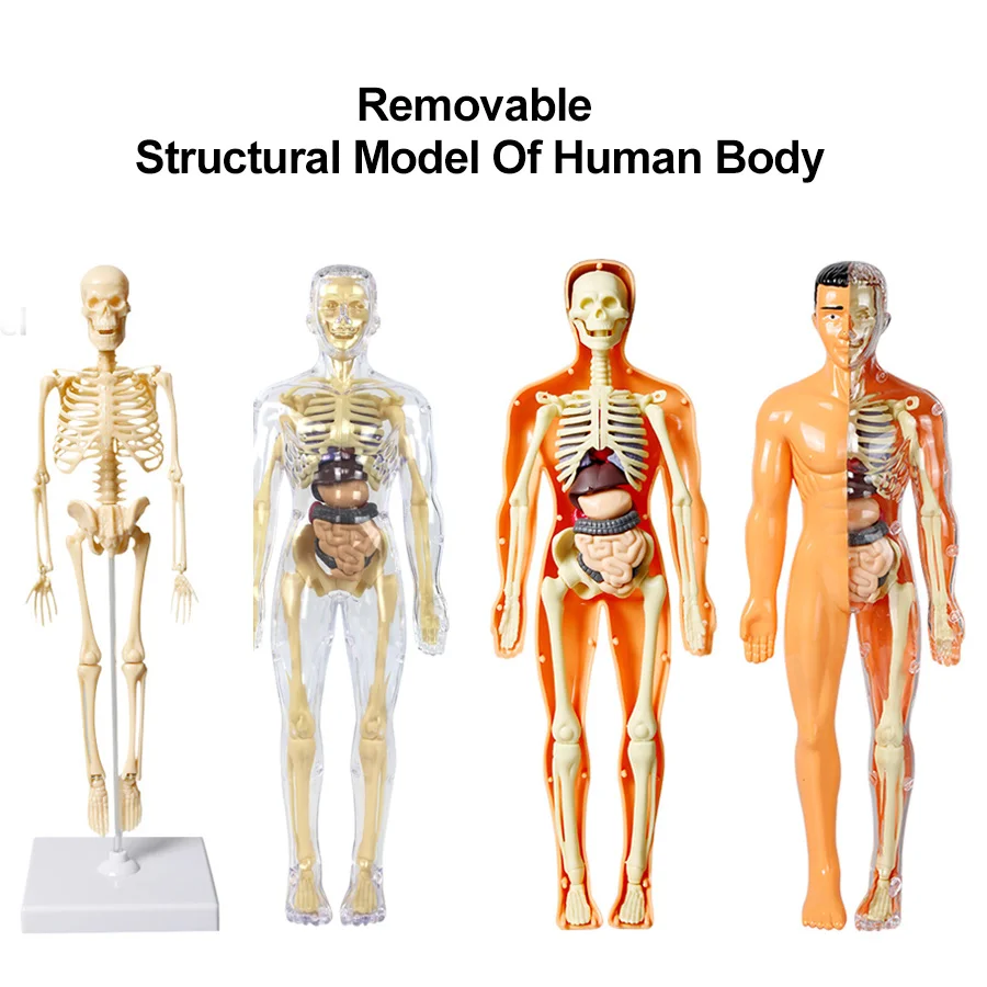 3D Human Body Torso Model for Kid, Anatomy, Skeleton, Removable, Simulation, Organ and Skeleton, Detachable Bone Body Models