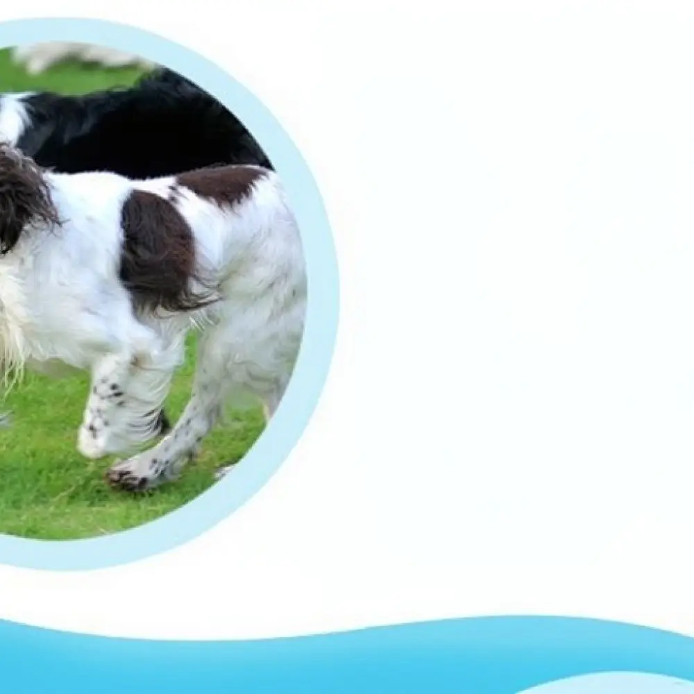 Pet Training Ball Toy Squeaky Tennis For Dogs Durable Chew Resistant Interactive Play For Golden Retriever Medium Large Dogs