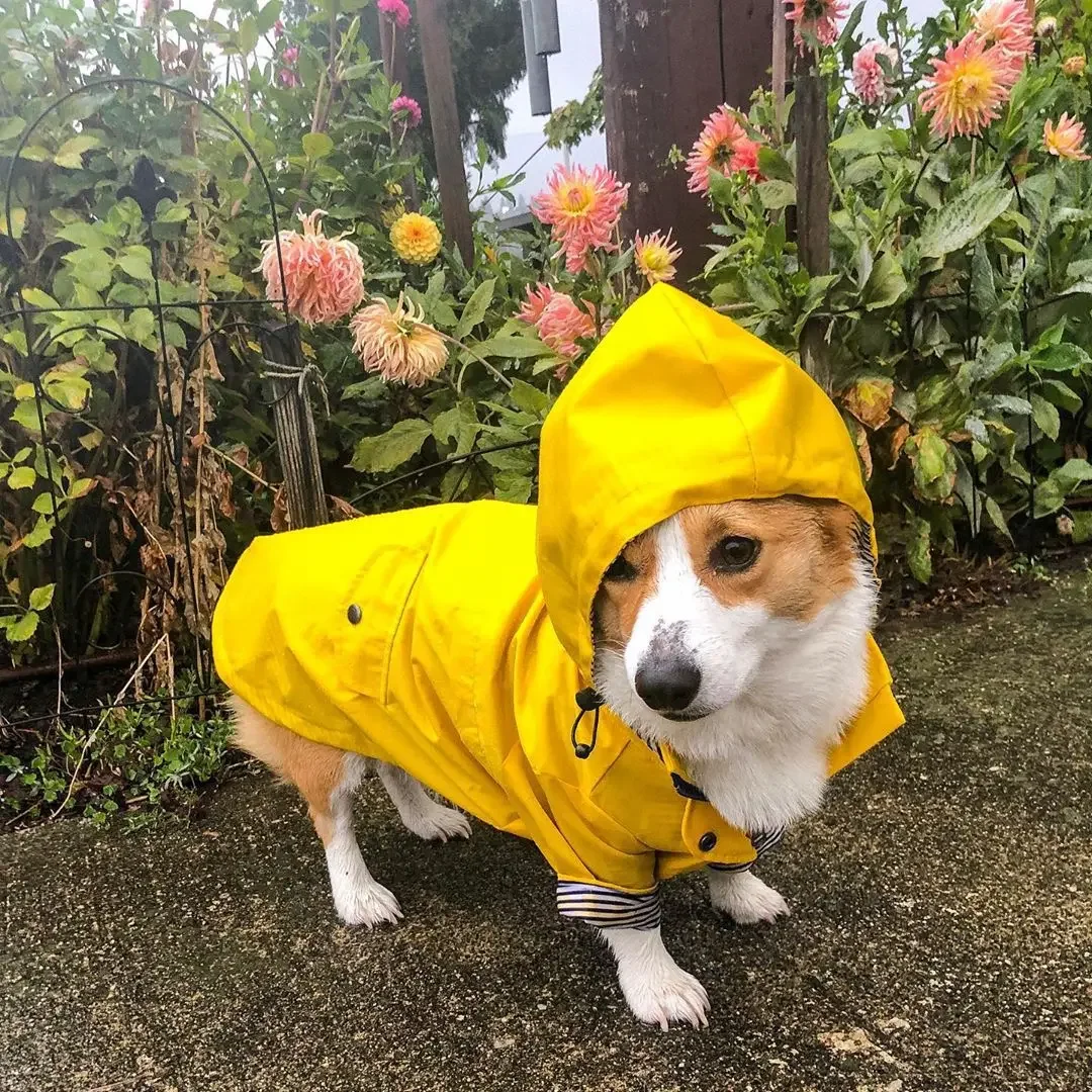 Fashion Raincoat For Dogs Waterproof Raincoat Jacket Coat Windproof For Small Medium Large Dogs Pet Fashion Clothes