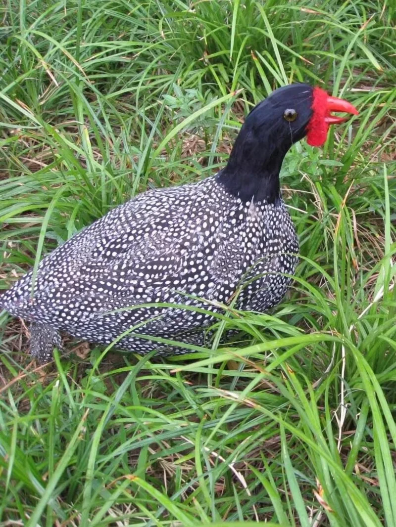 

Большая имитация пенопласта и перьев, модель морской птицы, украшение для сада, подарок около 35 см d0579