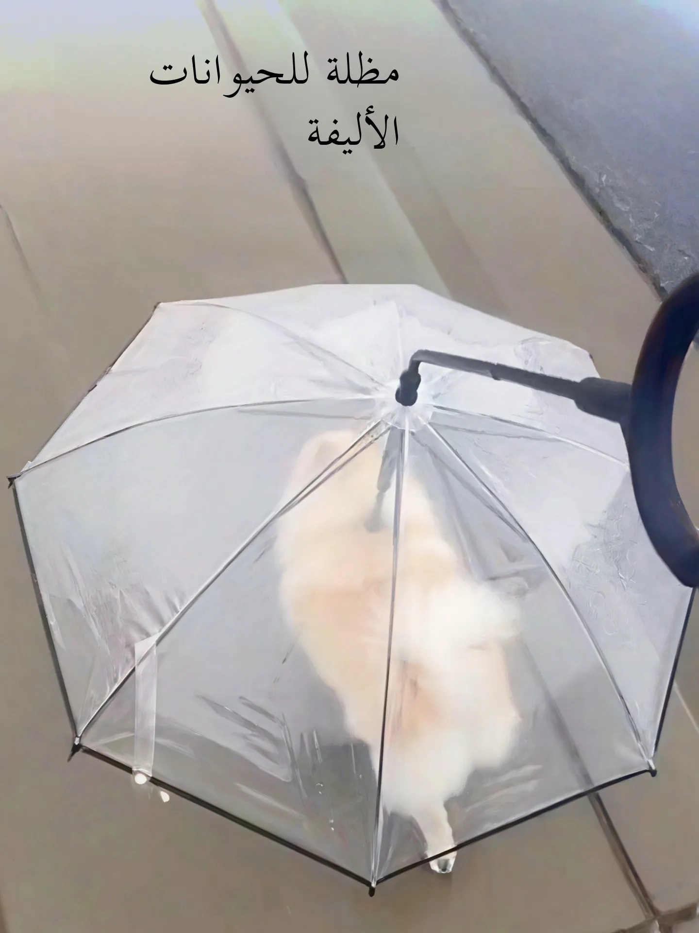 Thickened Adjustable Pet Umbrella Dog Leash Teddy Corgi Small Medium Dog Summer Rain Walk Doggies Tool Compact Travel Size