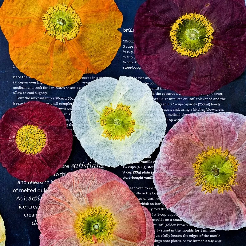 1pcs,Nature Field Poppy Pressed Dry Flowers DIY Resin Mold Scrapbook Plant Photo Frame Handmade Bookmarkl Art Craft Accessories