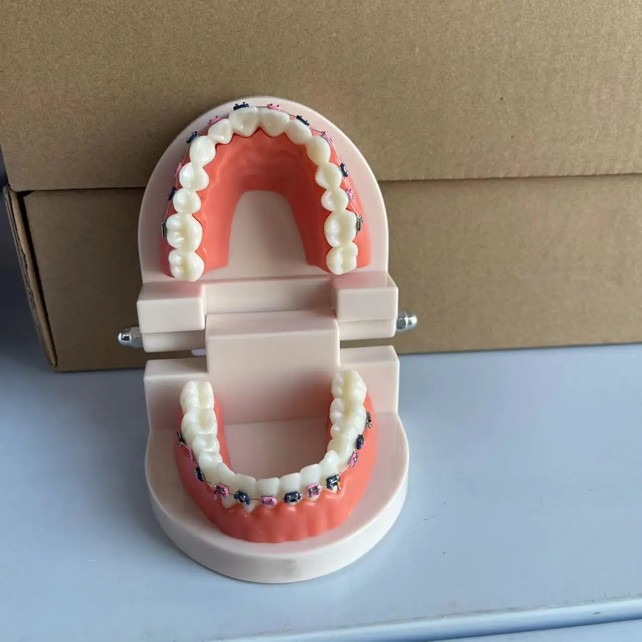 Adult Orthodontic Teeth Model Dental Teaching Tool Drop Shipping
