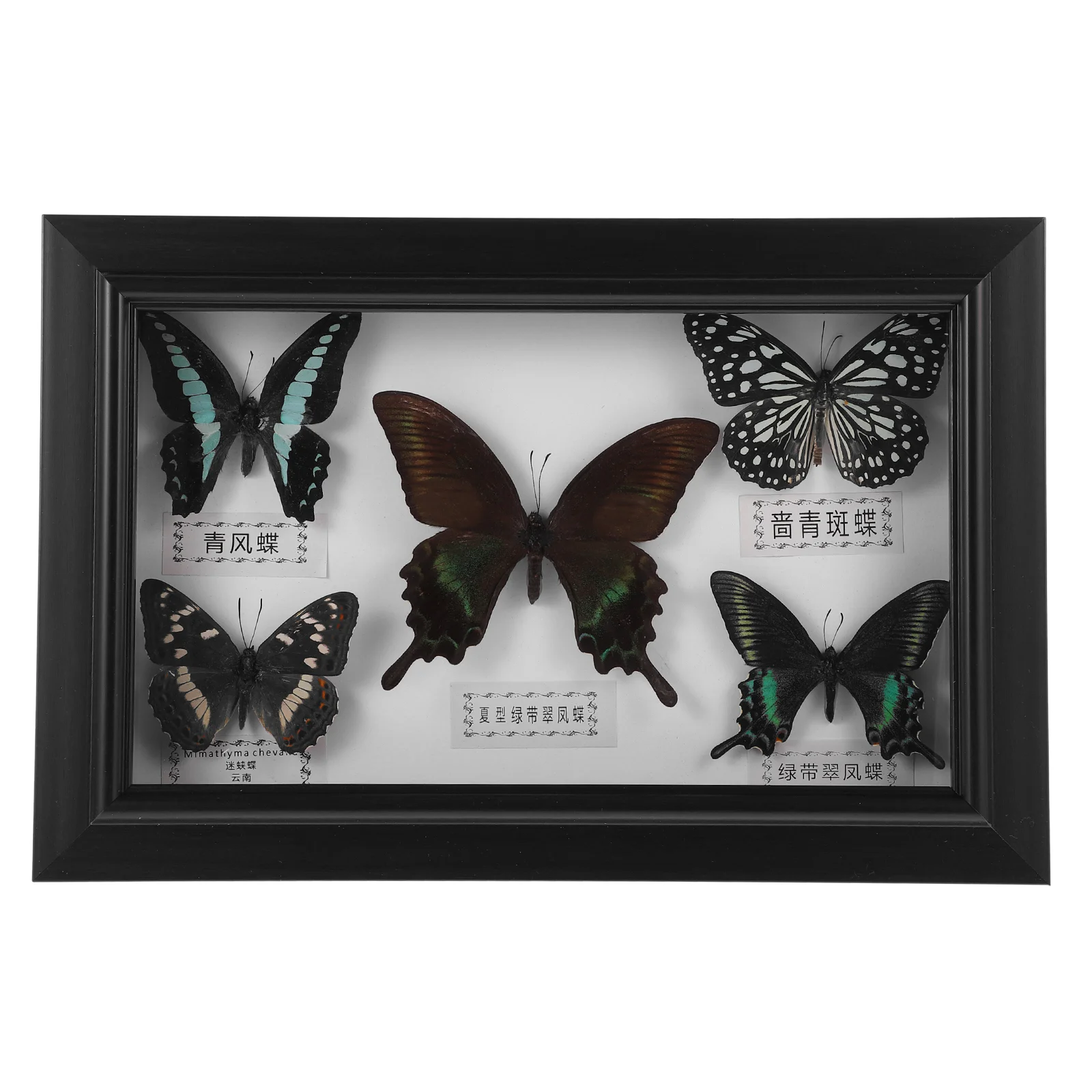 Wood Photo Display Frame With Butterfly Specimen Wall Butterflies Specimen Decoration