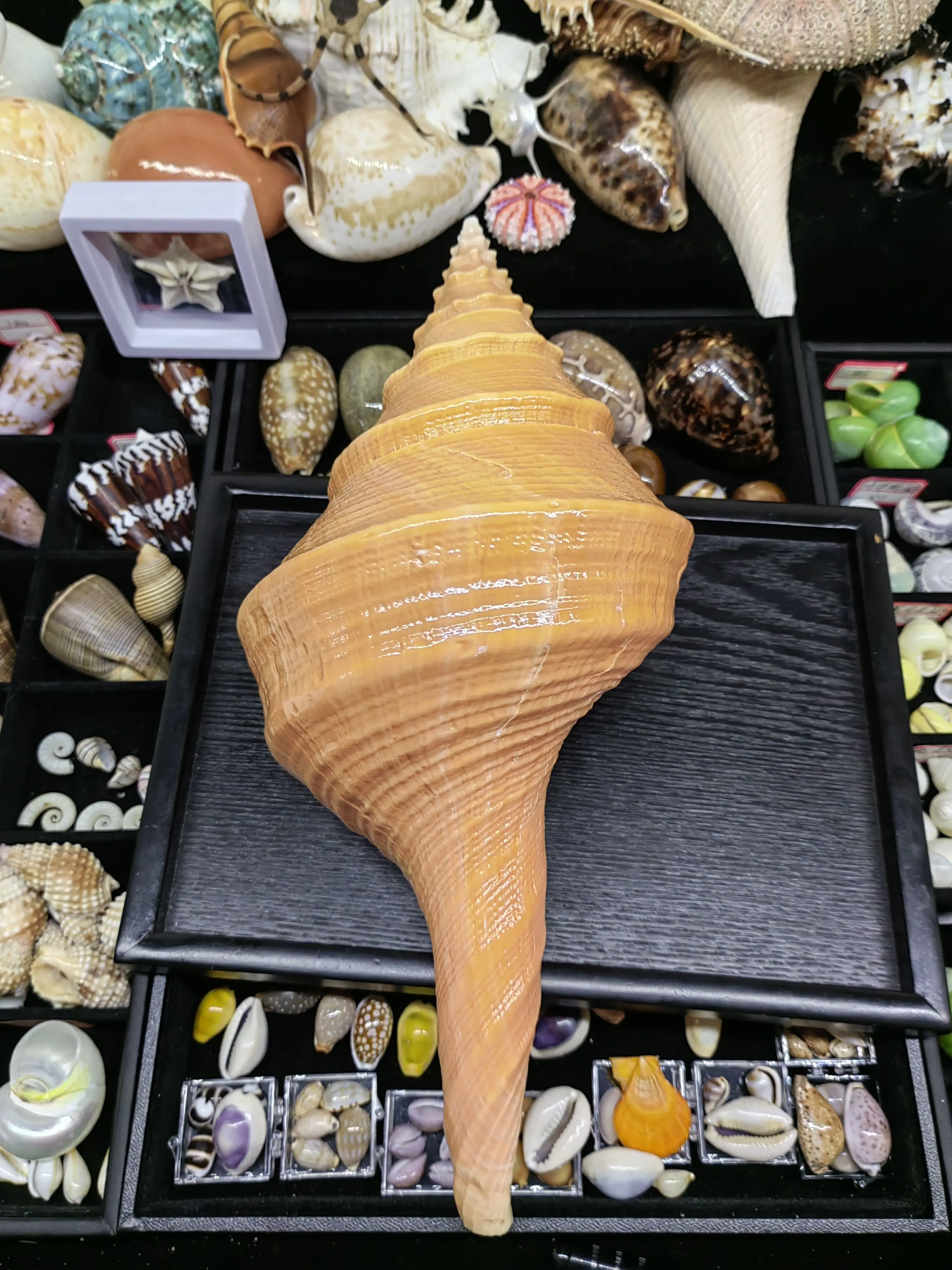Conch Shell Naturally Spiral Microcosmic Flowerpot Aquarium Decoration Nautical Gift Family Beach Decor Shooting Props Seashell