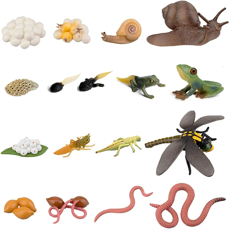 Life Cycle Of Frog Snail Earthworm Dragonfly, Egg Tadpole To Frog Safariology Amphibian Figurinestoy Kit, School Project